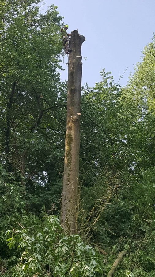 Abattage d'arbre